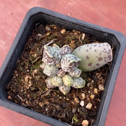 丸叶海豹5仙人球