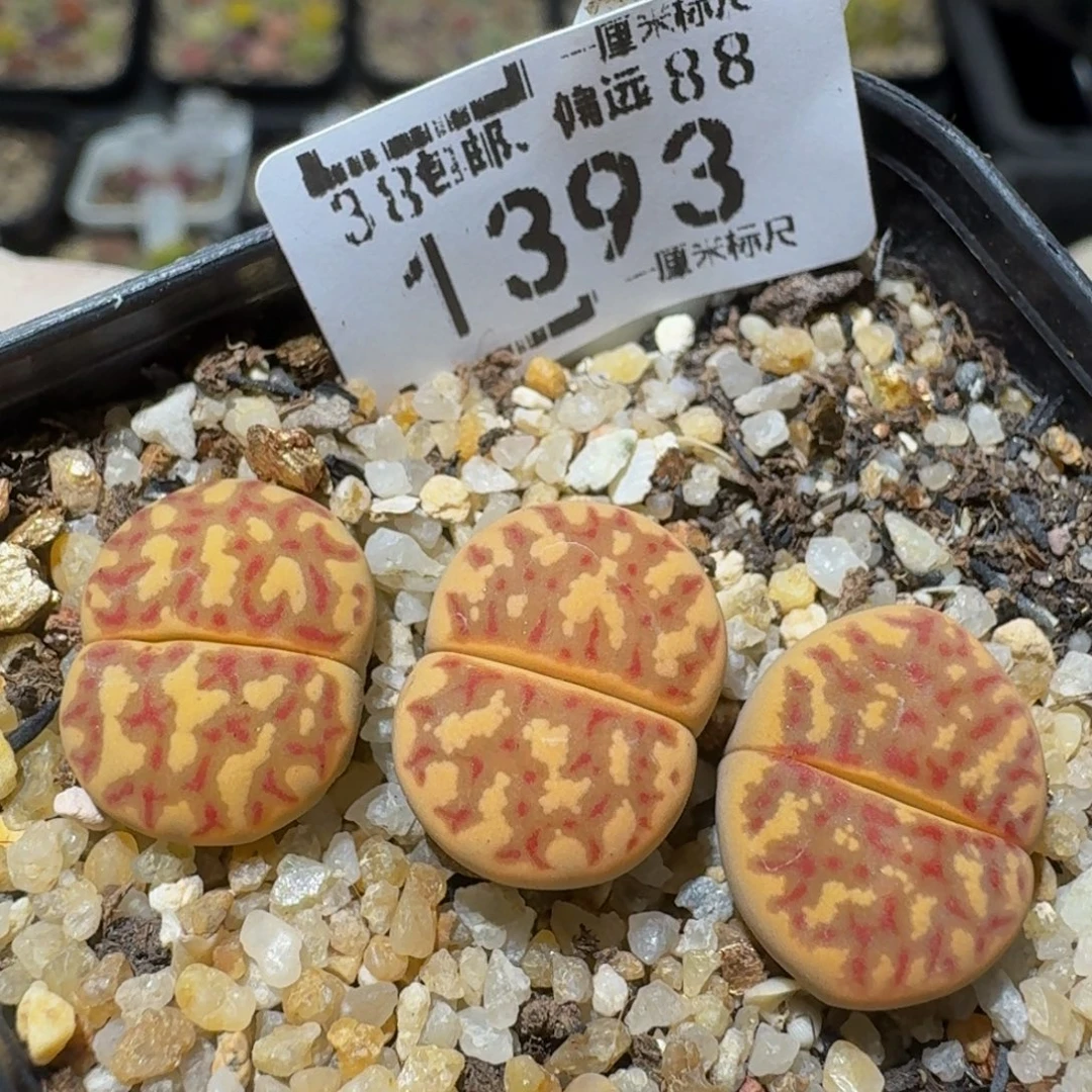 zzzz生石花肉锥1393