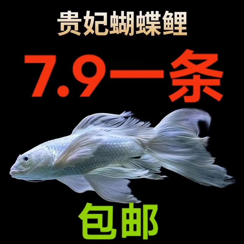蝴蝶鲤观赏鱼苗精品纯种普身台湾贵妃大鳍大尾活体冷水锦鲤鱼