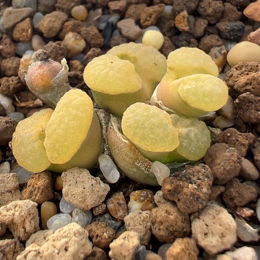 91多肉植物百科磁铁