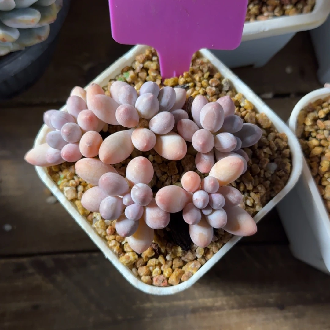 香水手指11111111111111111