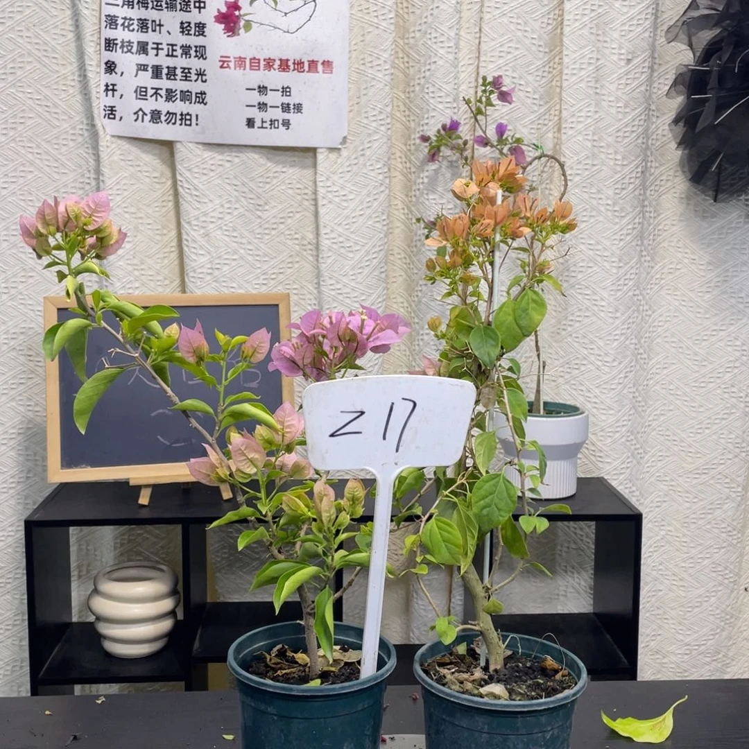 广***不全部花朵粉天使+暗斑马斯Z17