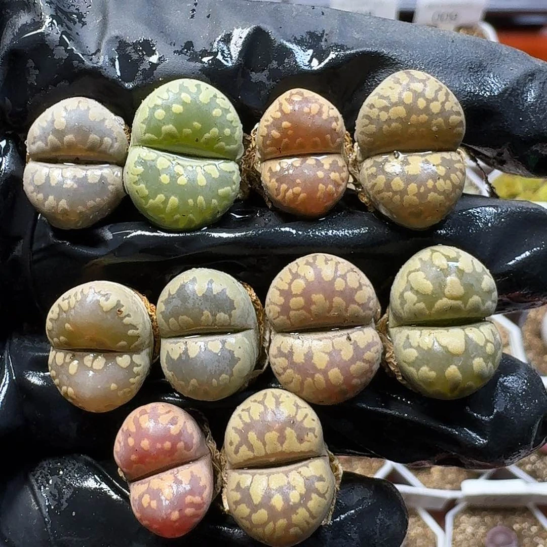 生石花111111。   125