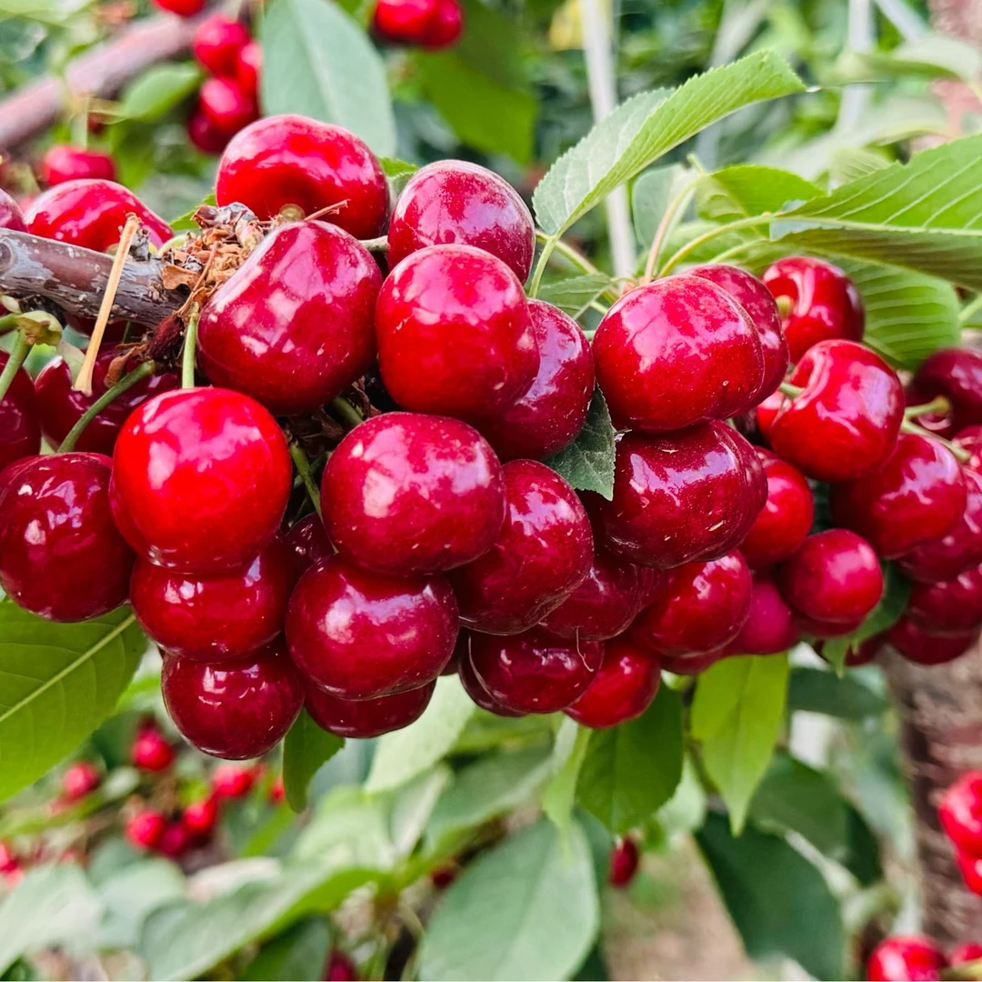 陕西渭南澄城大樱桃，福晨樱桃甜蜜蜜