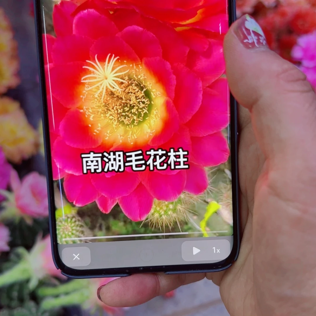 下5毛星火歪无根侧芽4公分左右20包邮