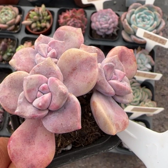 365紫乐多肉植物多