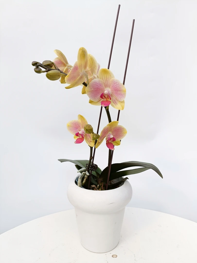 欢然花田培植蝴蝶兰（粉千金） 单双混发