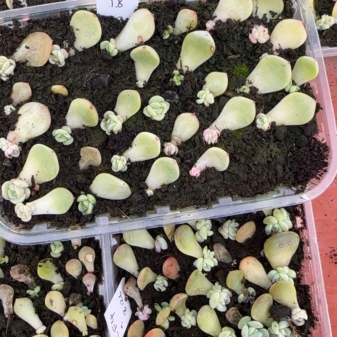 3个T8 芝麻穴满25包邮