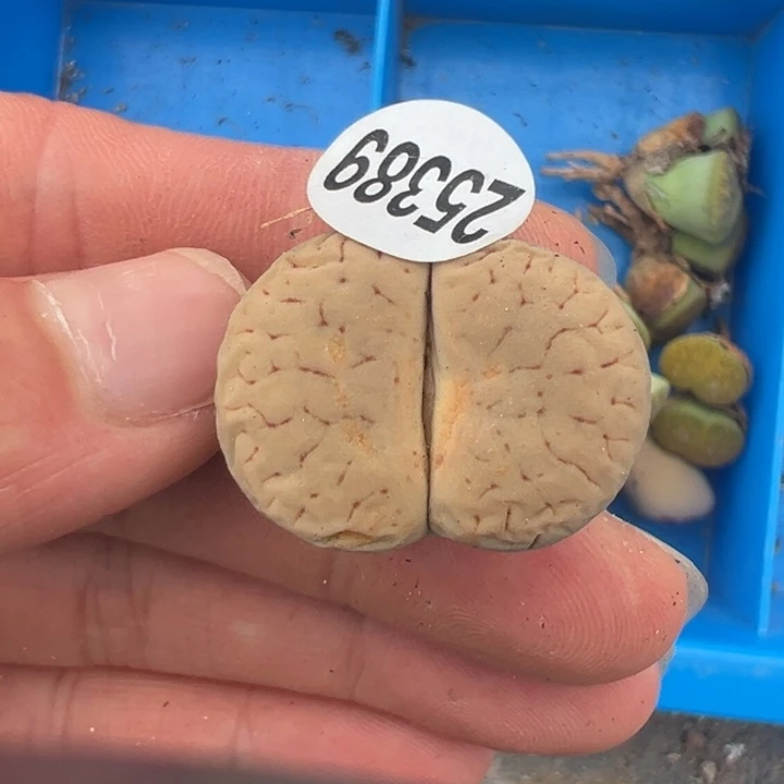 25389拿铁模特福利