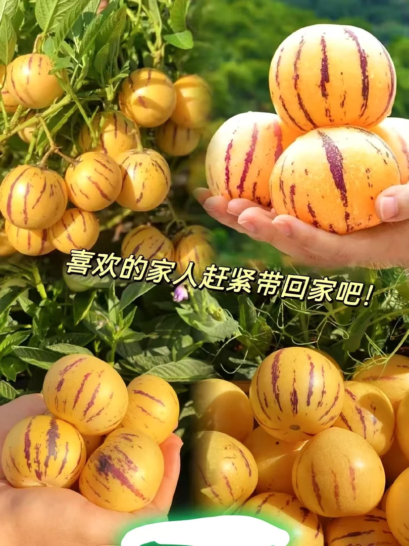 南北都可以移植的人参果，带果盆栽，地栽原盆原土