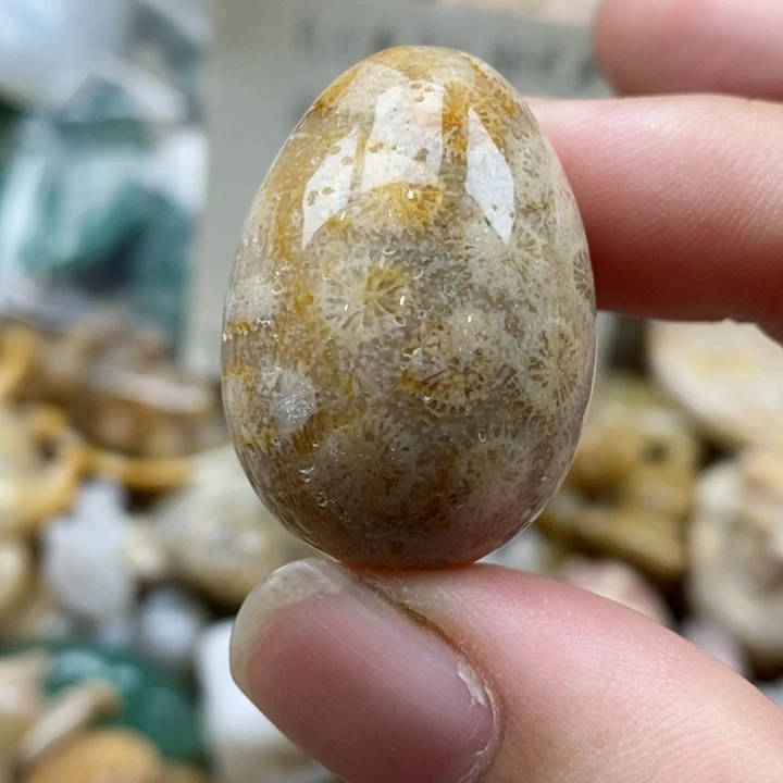 硅化珊瑚（珊瑚玉）未镶嵌颈饰有瑕