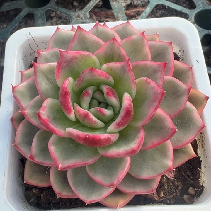 蔚蓝乌木锦一物一拍