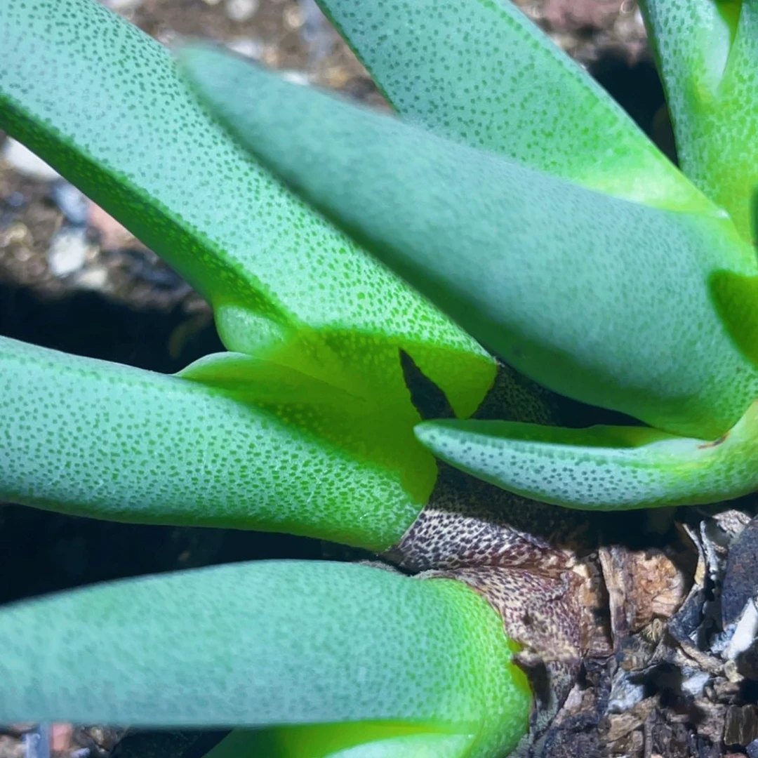 恶魔玉植物一物一拍