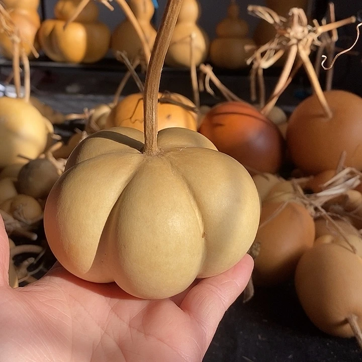 胸**朱葫芦的颜色是蓝色的