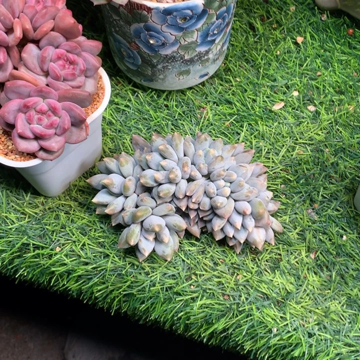 胖体哥特缀潜力股寄养