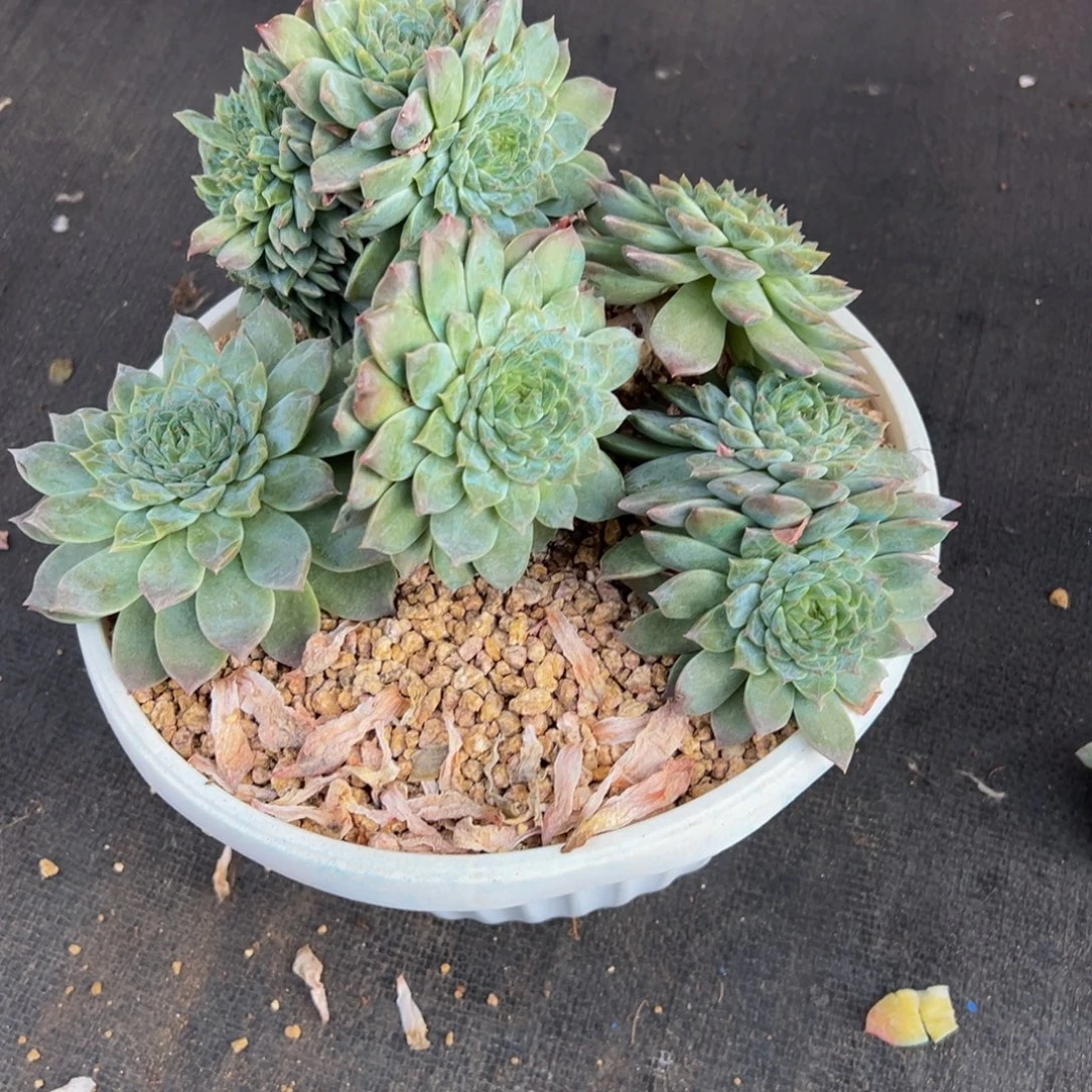 小***槿紫心山茶花冰魄缀扣费128