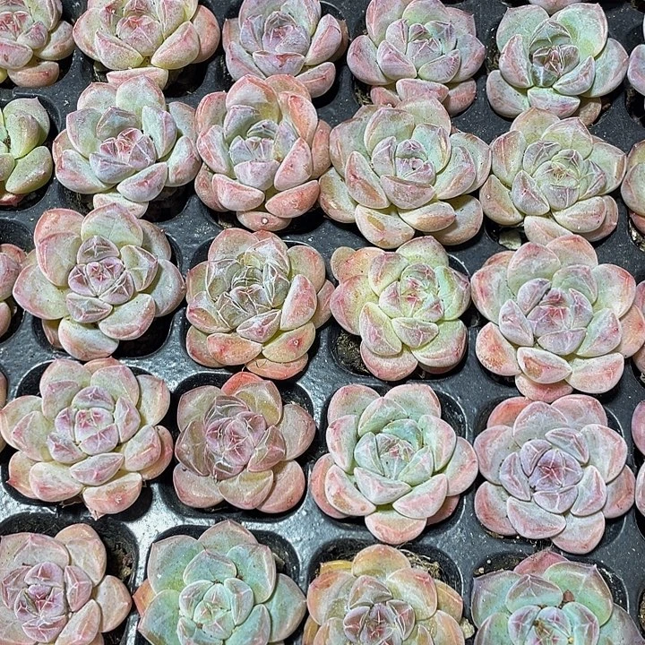 3颗一组小明月3颗