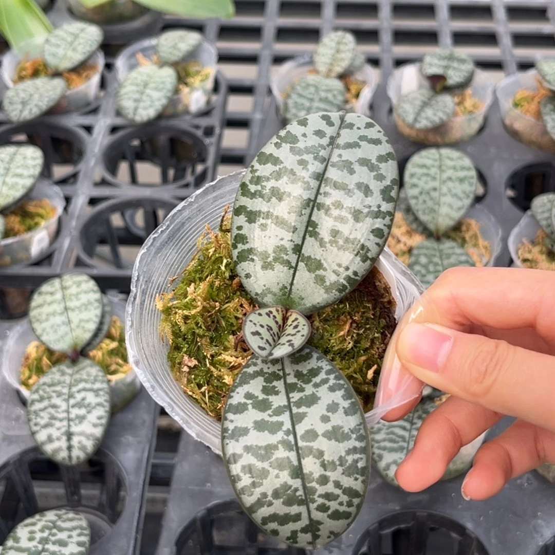 用***6无花朵2.5寸606苗