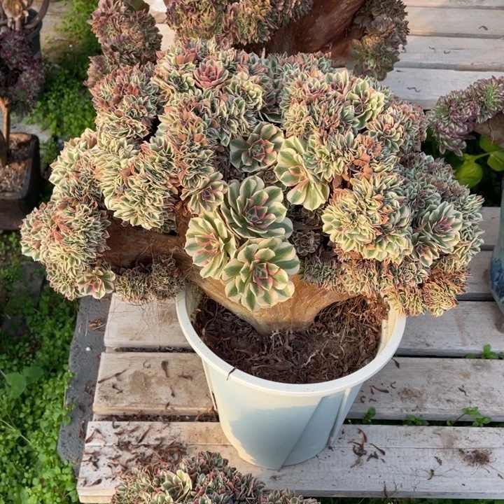 法师老桩缀化粉女巫