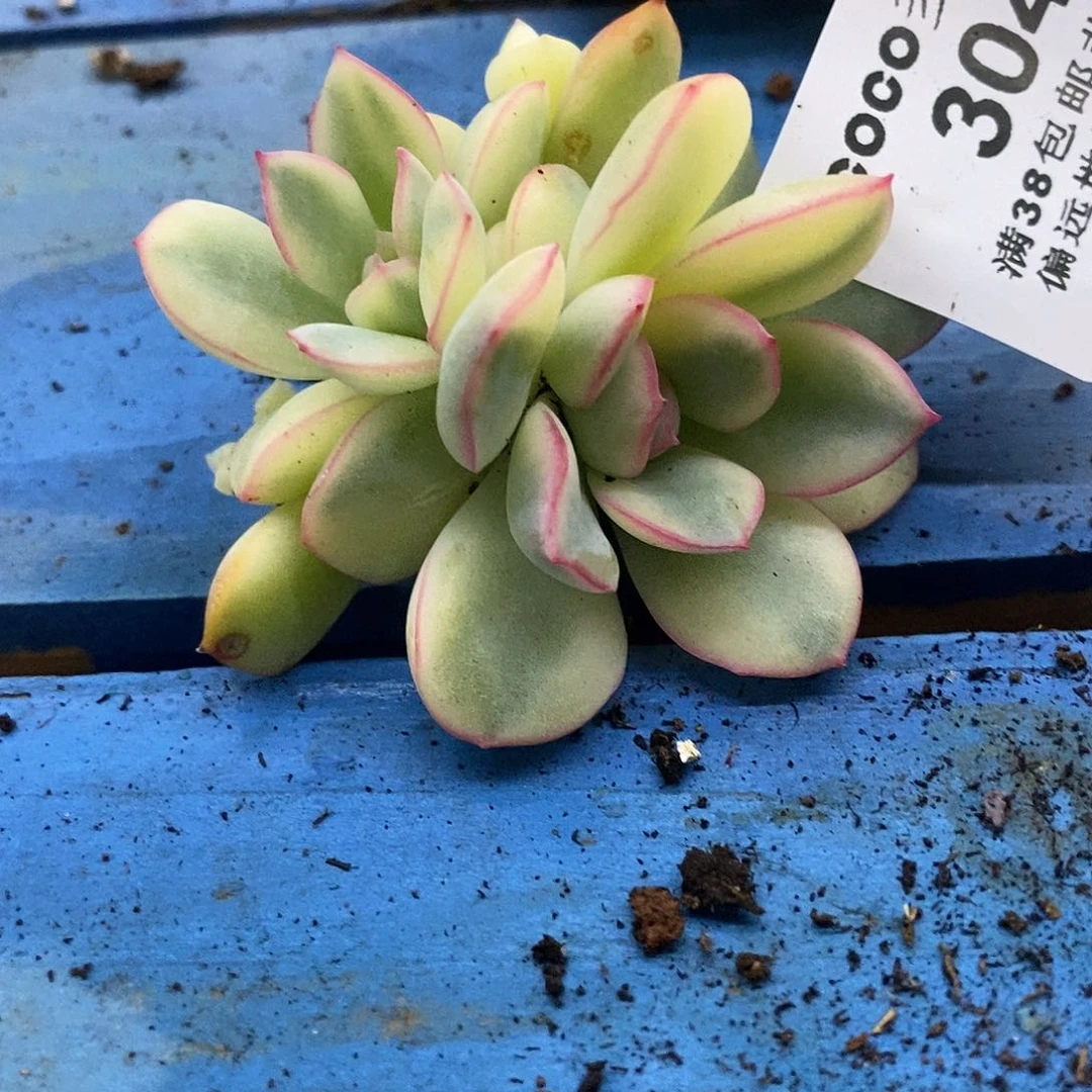 304雨燕座白覆轮锦底座双头