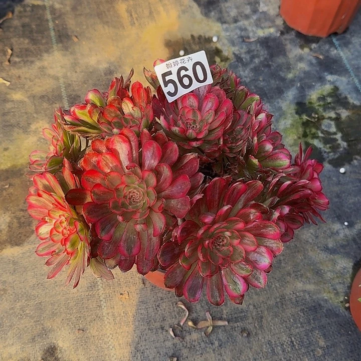 00000000000000560白月光