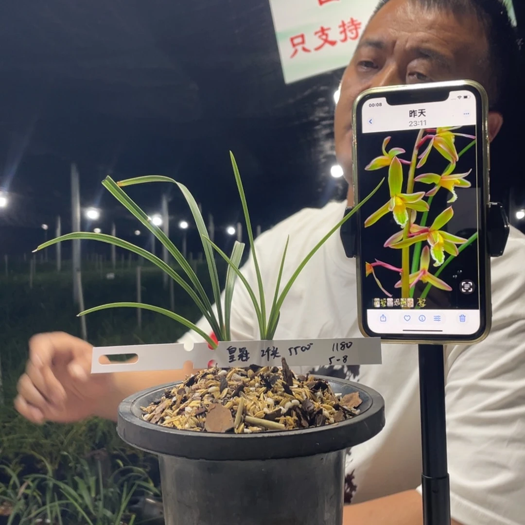 完全开放良*惠兰皇冠2个头寄养