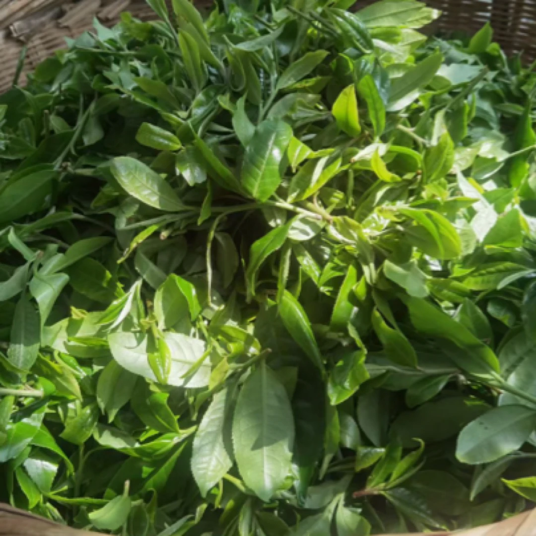 2025年3月25号采摘曼西良大树混采