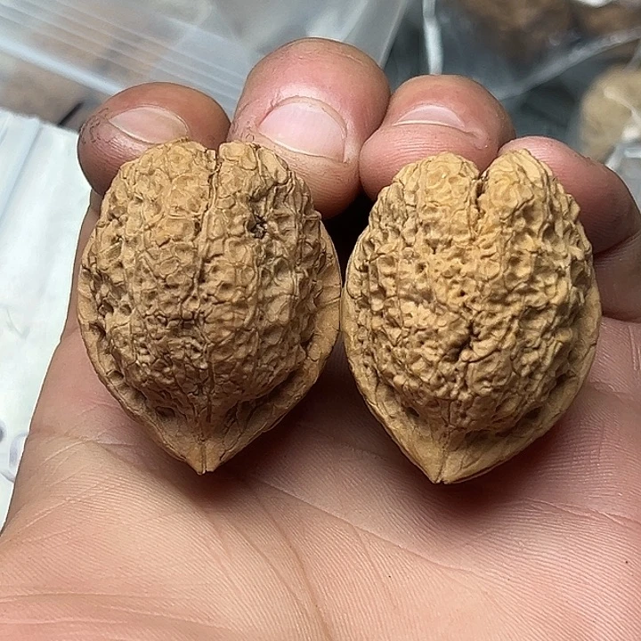 核桃70号观音座39尺