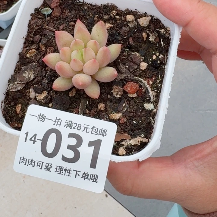 虞美人多肉无盆土发货多肉多