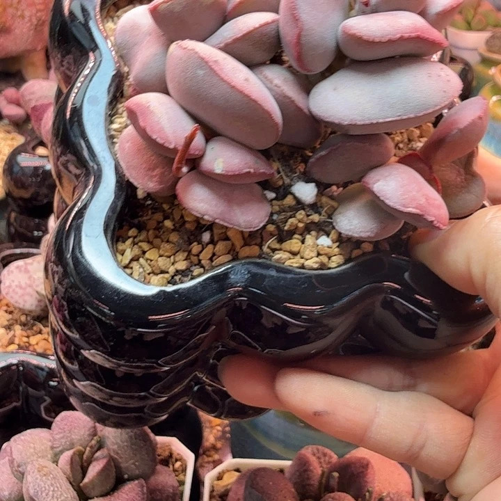 6*水蜜桃的味道真的很好闻