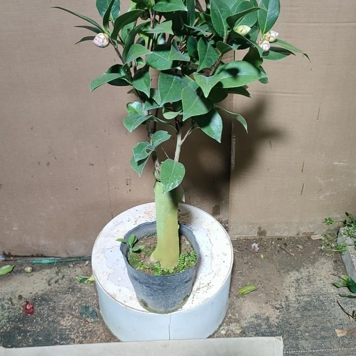 502喜悦，原盆原土发货，不包邮