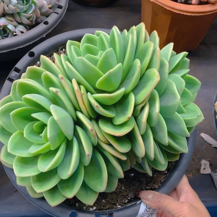 钟*夏悅多肉 0219-38旋凤