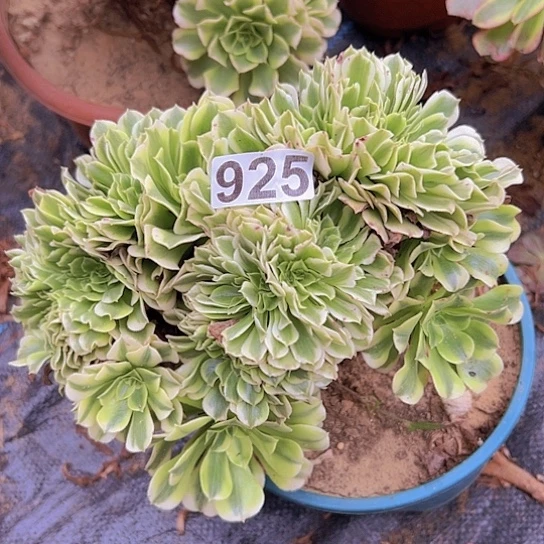 艾***姐多肉植物一个绿豆沙