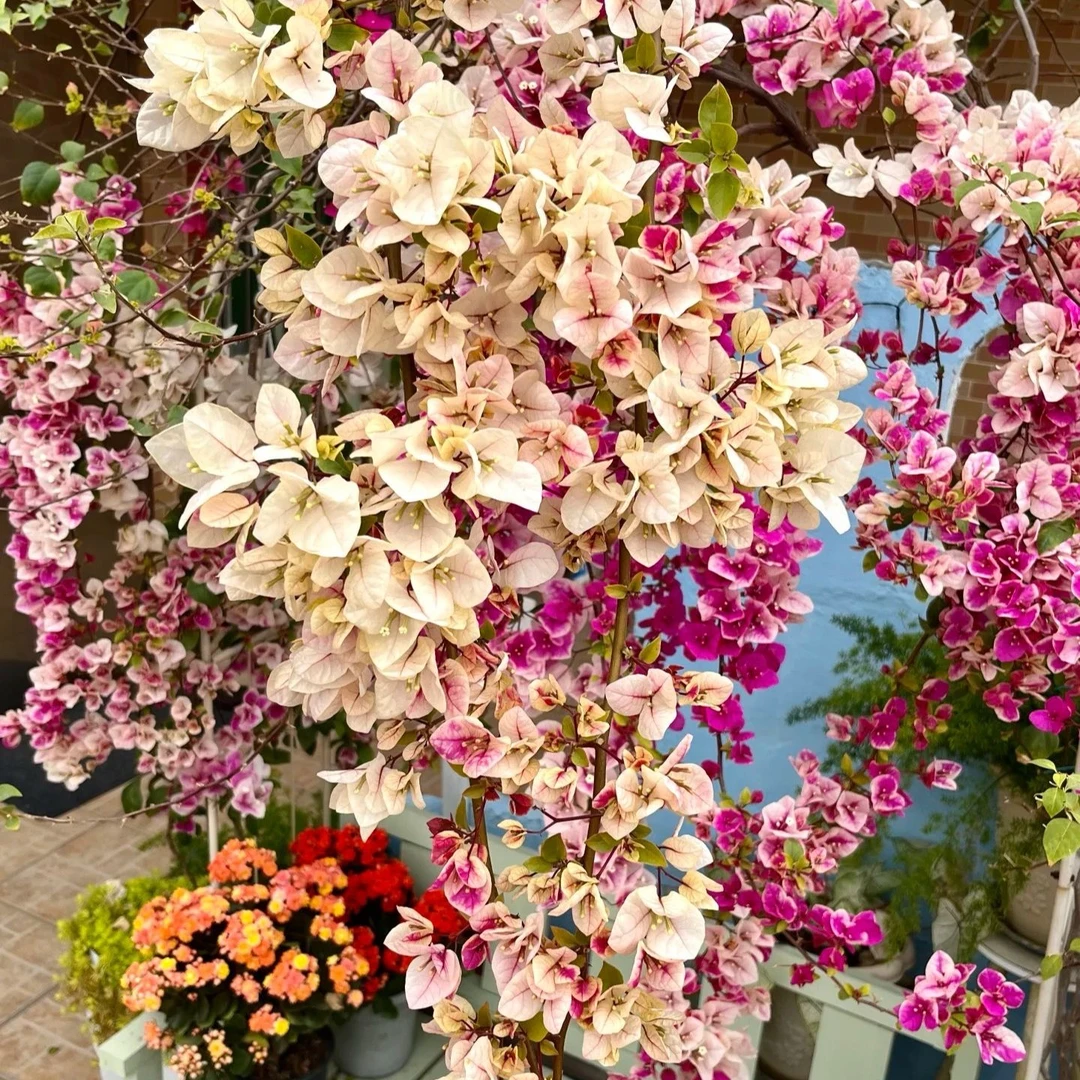 【波妹0.5加仑+漳红樱】室内外勤花耐活双盆组合三角梅