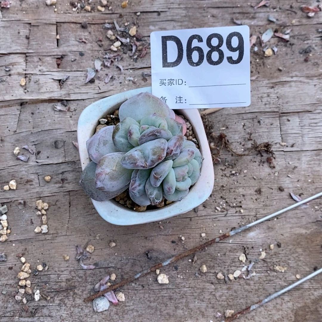 飞**** 689石化哇哇哇哇