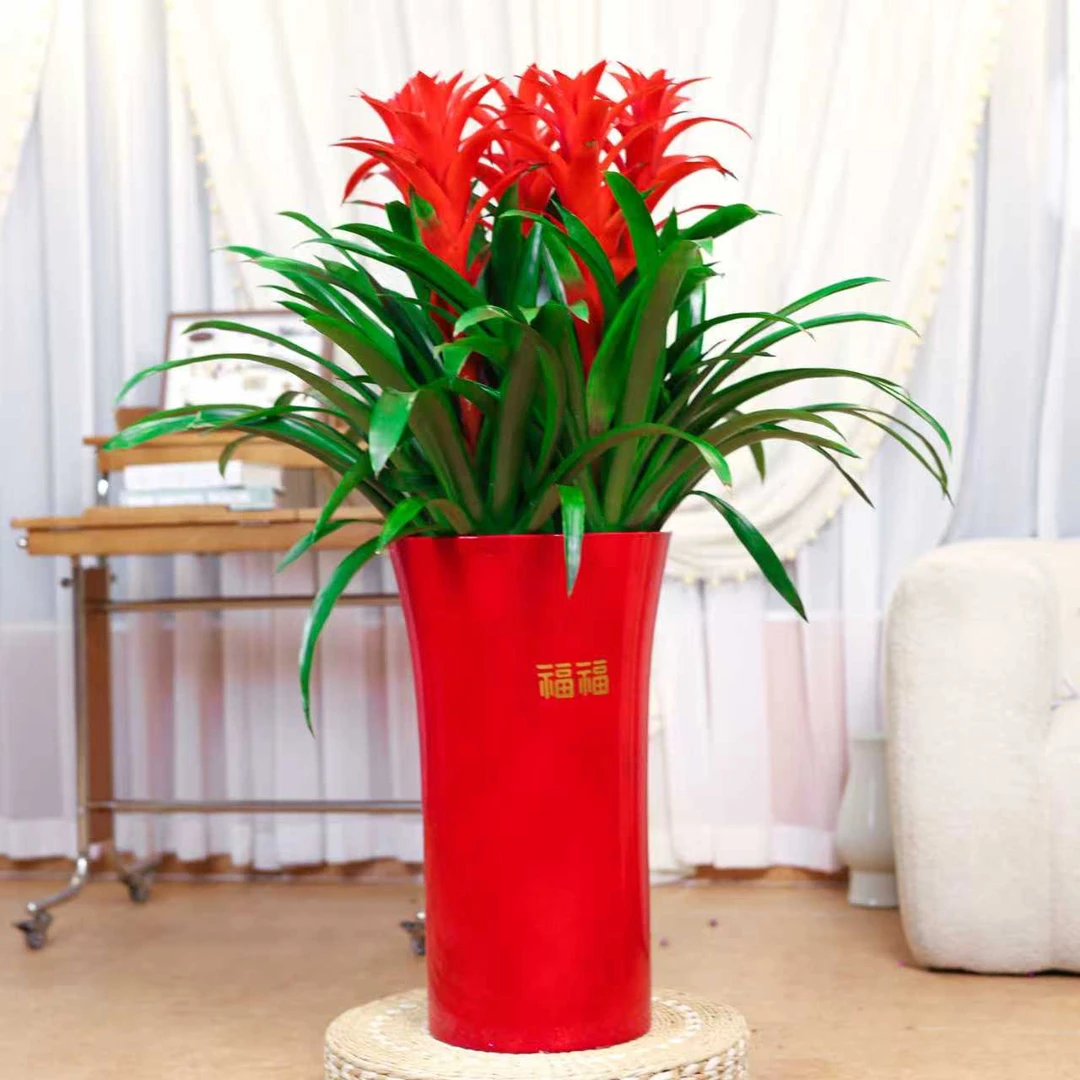 【带5个花头】鸿运当头落地款带5株苗盆栽开花花卉绿植