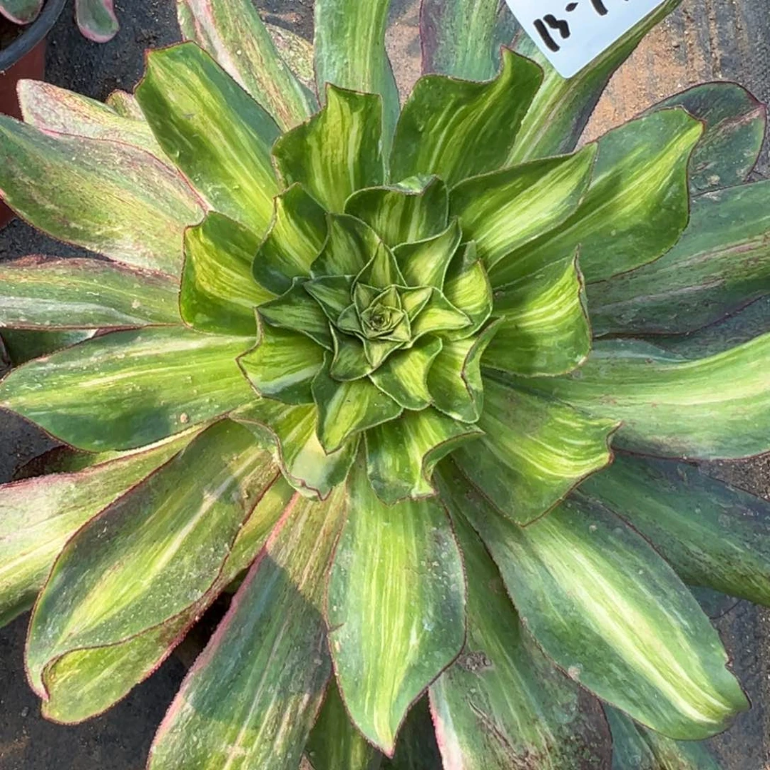 94魅影七彩多肉只