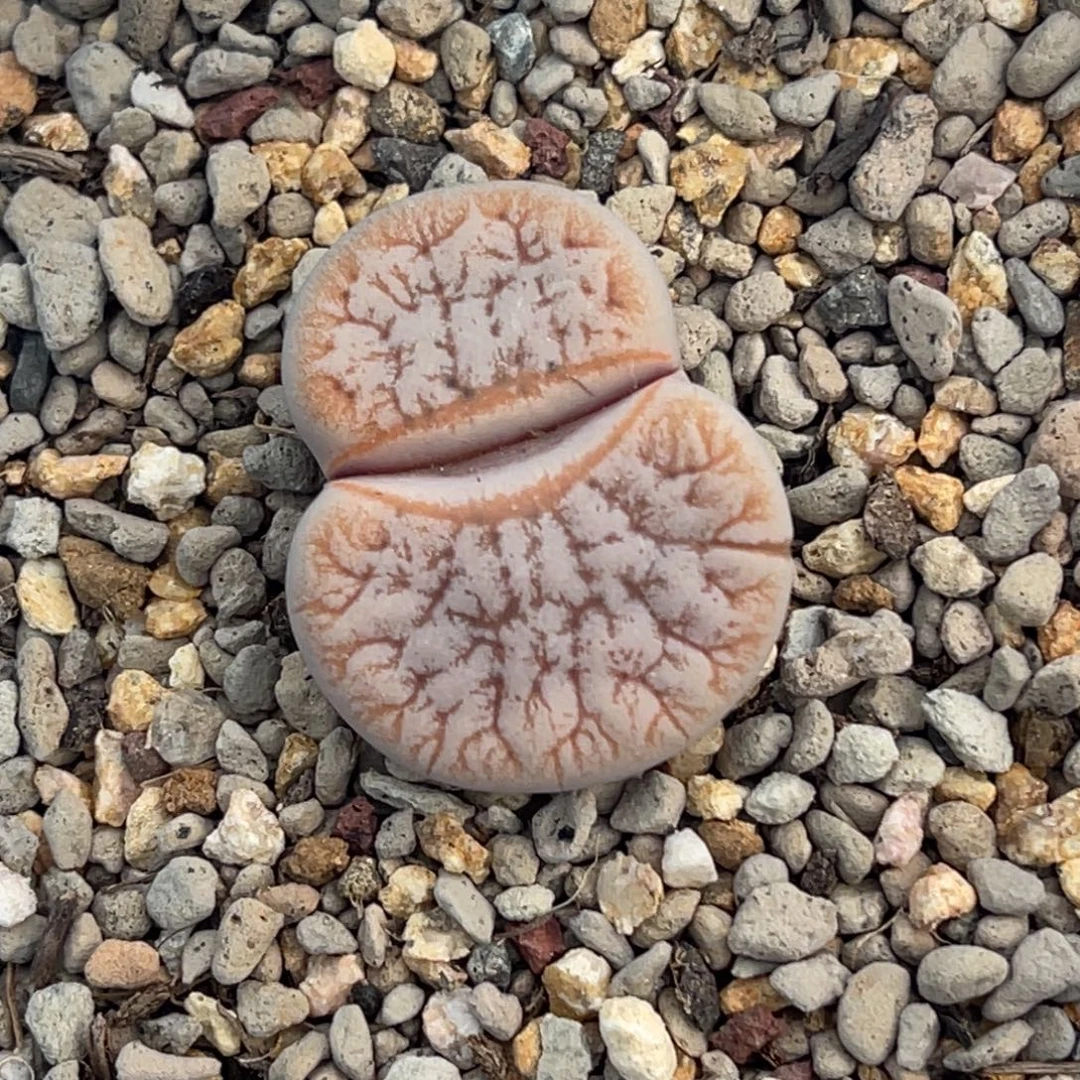 7494睫毛拿铁一颗