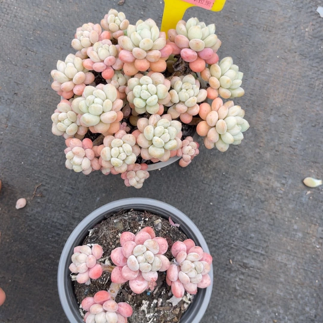 云尘多肉一物一拍1302不包整散，