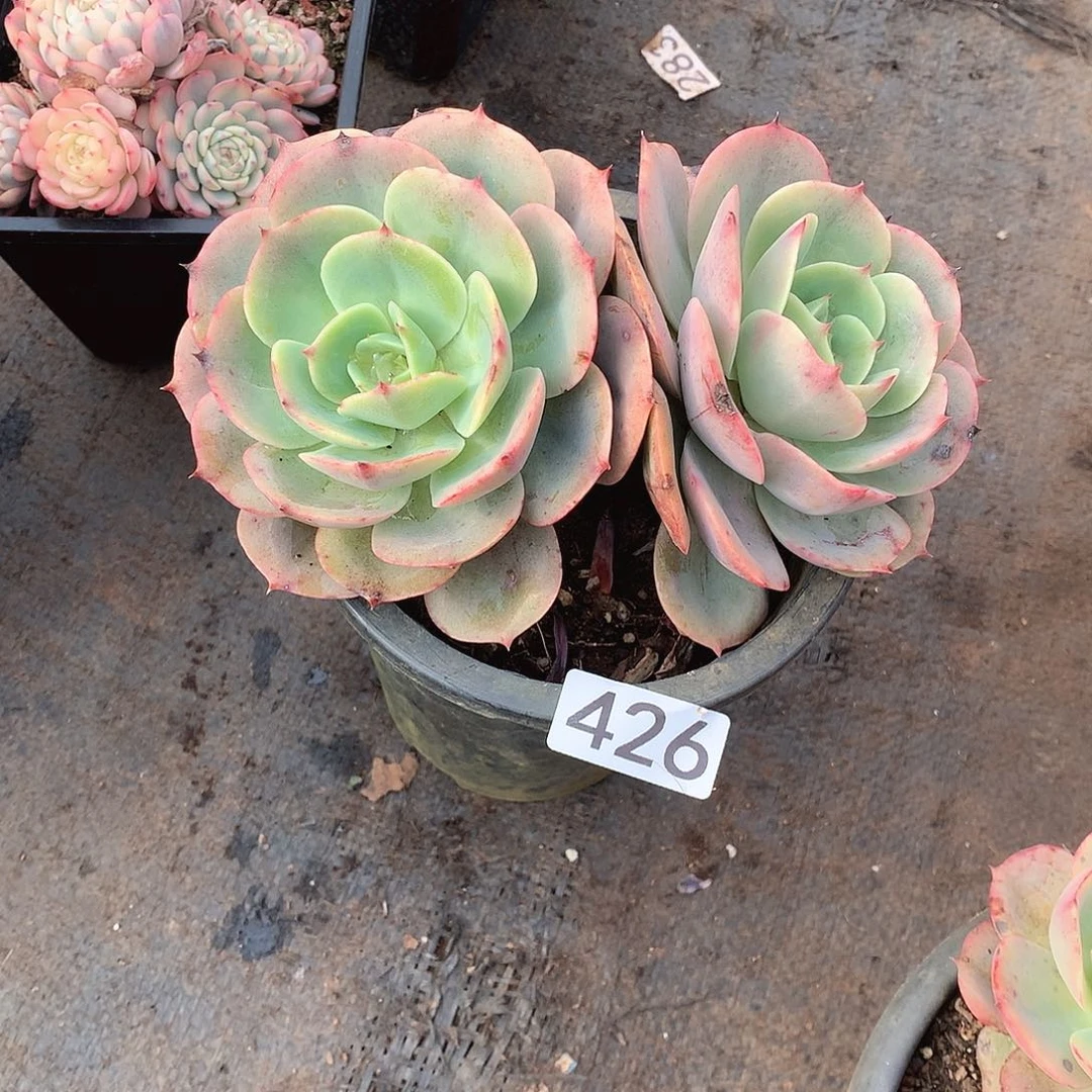 426白雪 一物一拍多肉