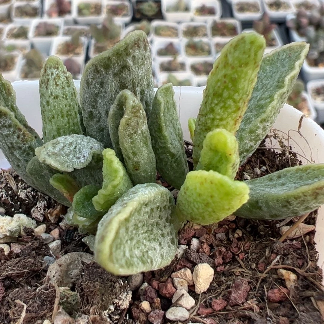 花岗岩多肉植物水泡