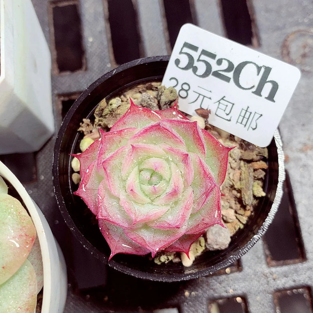 5厘米盆精控多肉552