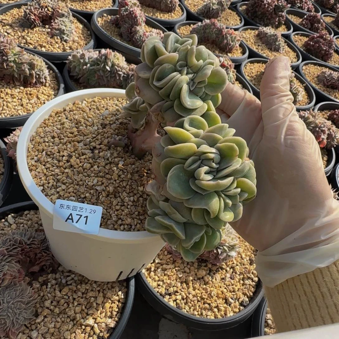 a 71号一物一拍呀