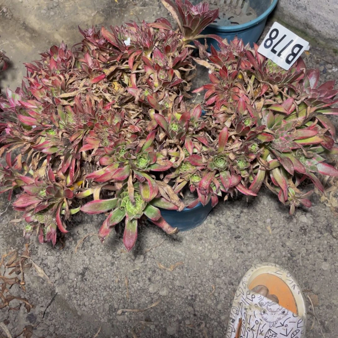 孔雀法师28///44包邮