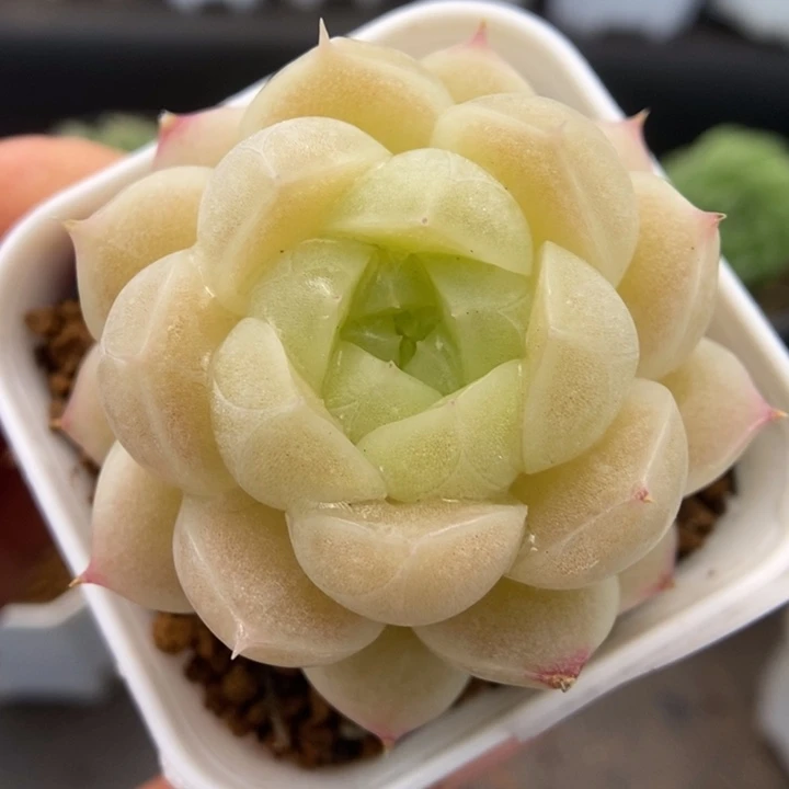 一物一拍一物一拍1118-461