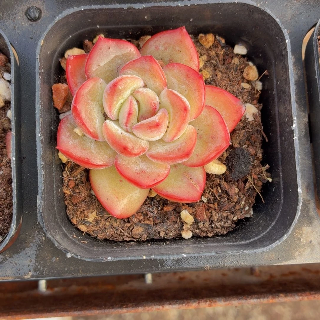 泡芙多肉9.9包邮发货