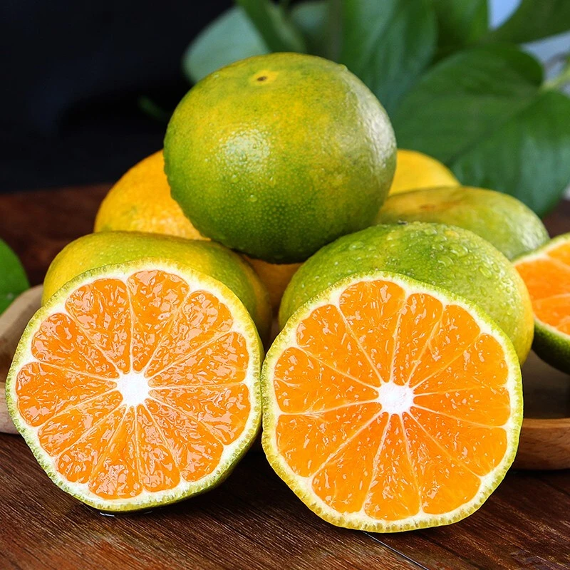 云南蜜桔青皮橘子酸甜橘子青桔子新鲜应当季孕妇水果无籽橘子顺丰