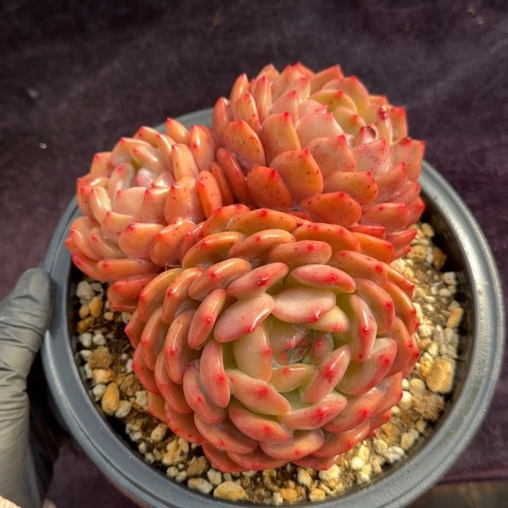 16厘米左右一物一拍的有砍