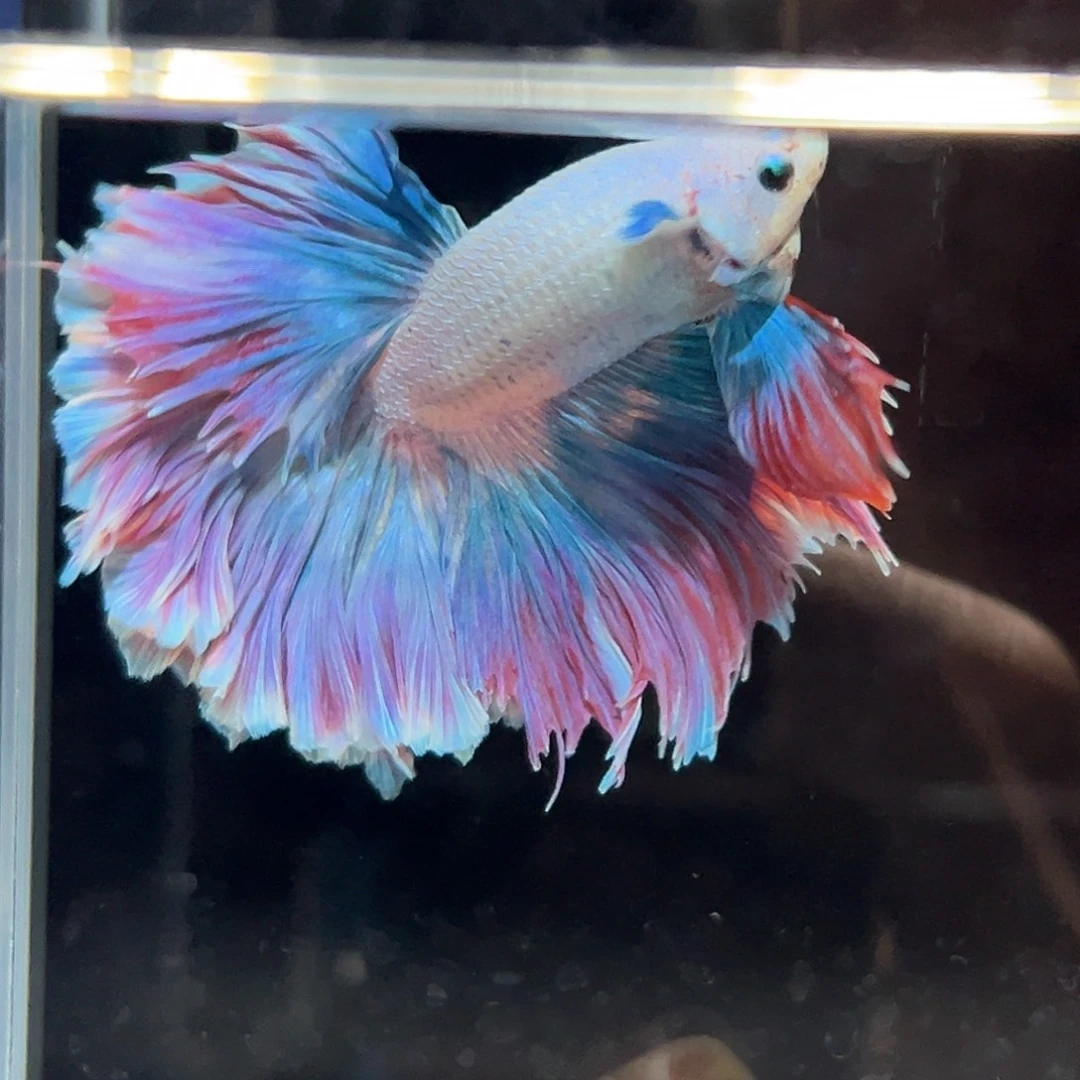 斗鱼4号莫奈油画花瓣