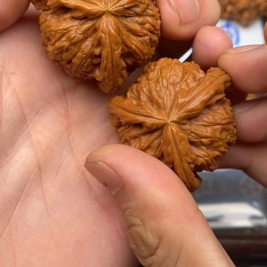 H*I白狮子111111111